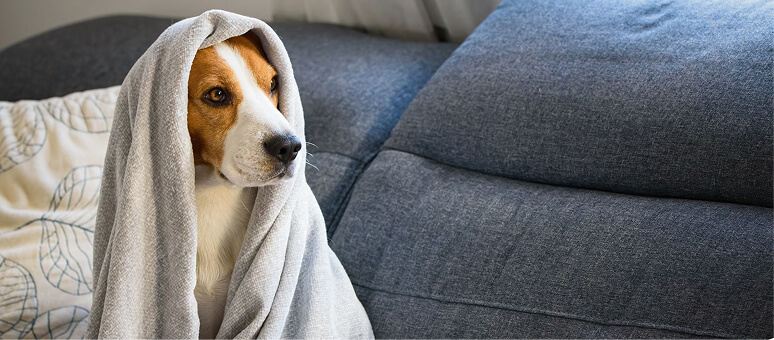 Pet-Safe Solutions
