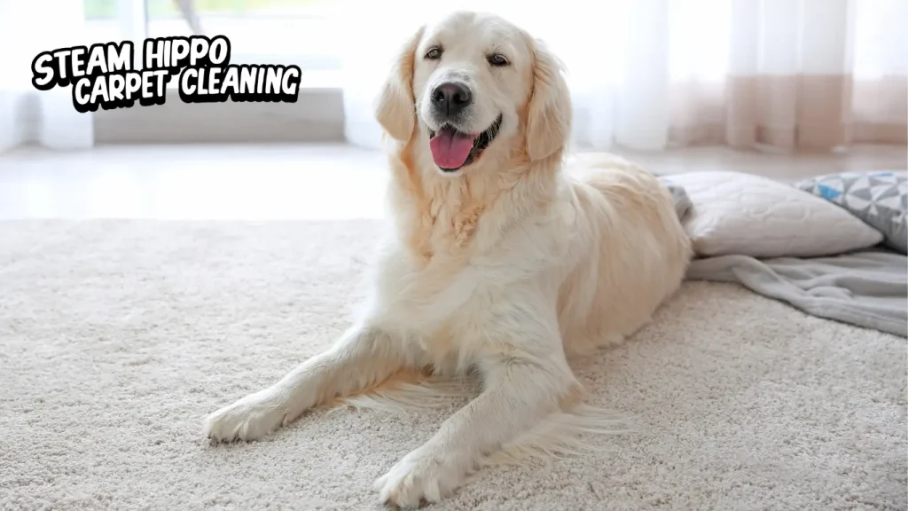 Pet stain removal carpet cleaning Newtown, pet stain carpet cleaning Doylestown, pet odor steam cleaning Horsham, pet stain carpet cleaning Washington Crossing, carpet cleaning Ambler, pet odor carpet cleaning Jamison, pet stain carpet clean Richboro. Pet stain removal carpet cleaning Bryn Mawr, pet stain cotton rug cleaning Huntingdon Valley, pet odor wool rug steam cleaning Southampton, pet stain carpet steam cleaning Jenkintown, pet stain carpet cleaning Upper Makefield, pet odor rugs cleaned in Newtown. Pet stain removal rug cleaning Yardley, pet odor steam cleaning Doylestown, pet odor rugs cleaned in Malvern.