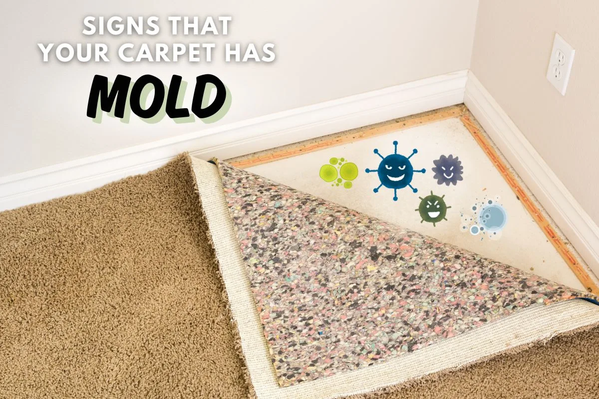 How to Tell if Your Carpet Has Mold