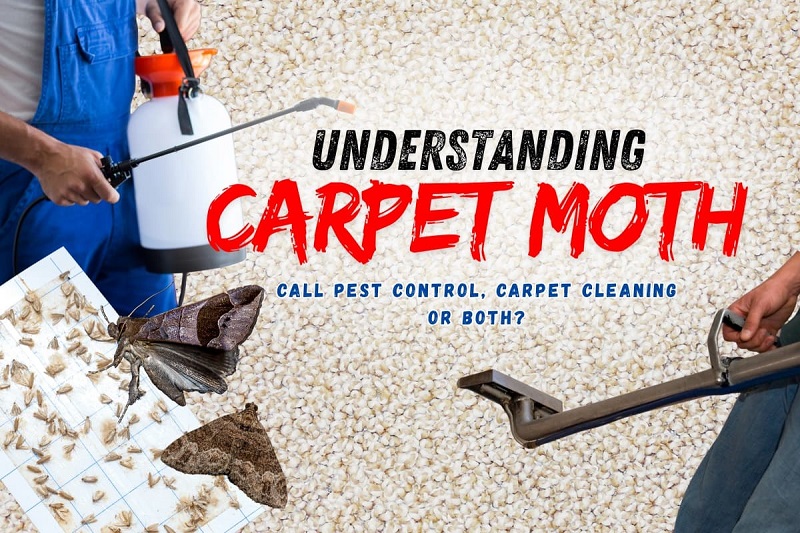 Why Carpet Moths Infest Carpets Carpet Moths Infest Carpets