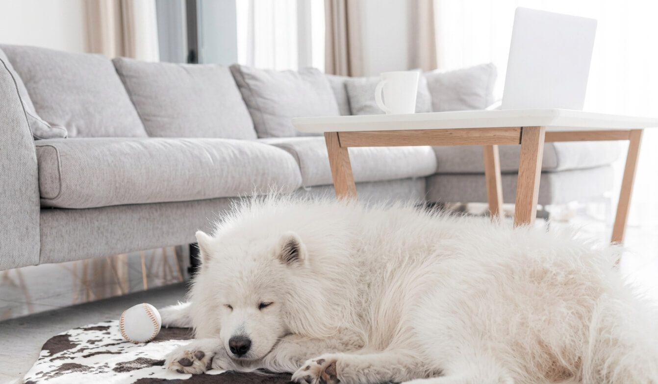 Pet Stain and Odor Removal