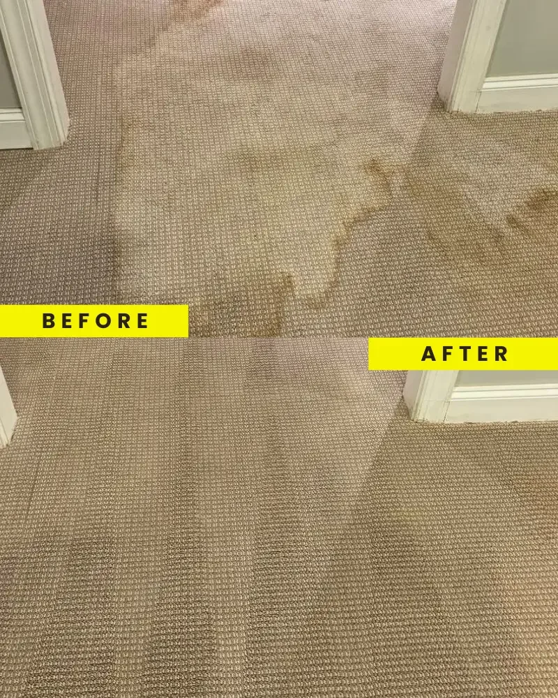 In Cherry Hill, we deliver 5-star Carpet Cleaning with area rug cleaning and carpet stain removal available in Mount Laurel NJ. Our upholstery cleaning in Columbus NJ ensures fresh and clean couches, while our carpet deep clean in Lumberton NJ leaves carpets spotless. With specialized couch cleaning in Andalusia PA, detailed carpet cleaning in Ambler PA, and expert furniture cleaning in Willow Grove and Wayne PA, our services guarantee a cleaner home.